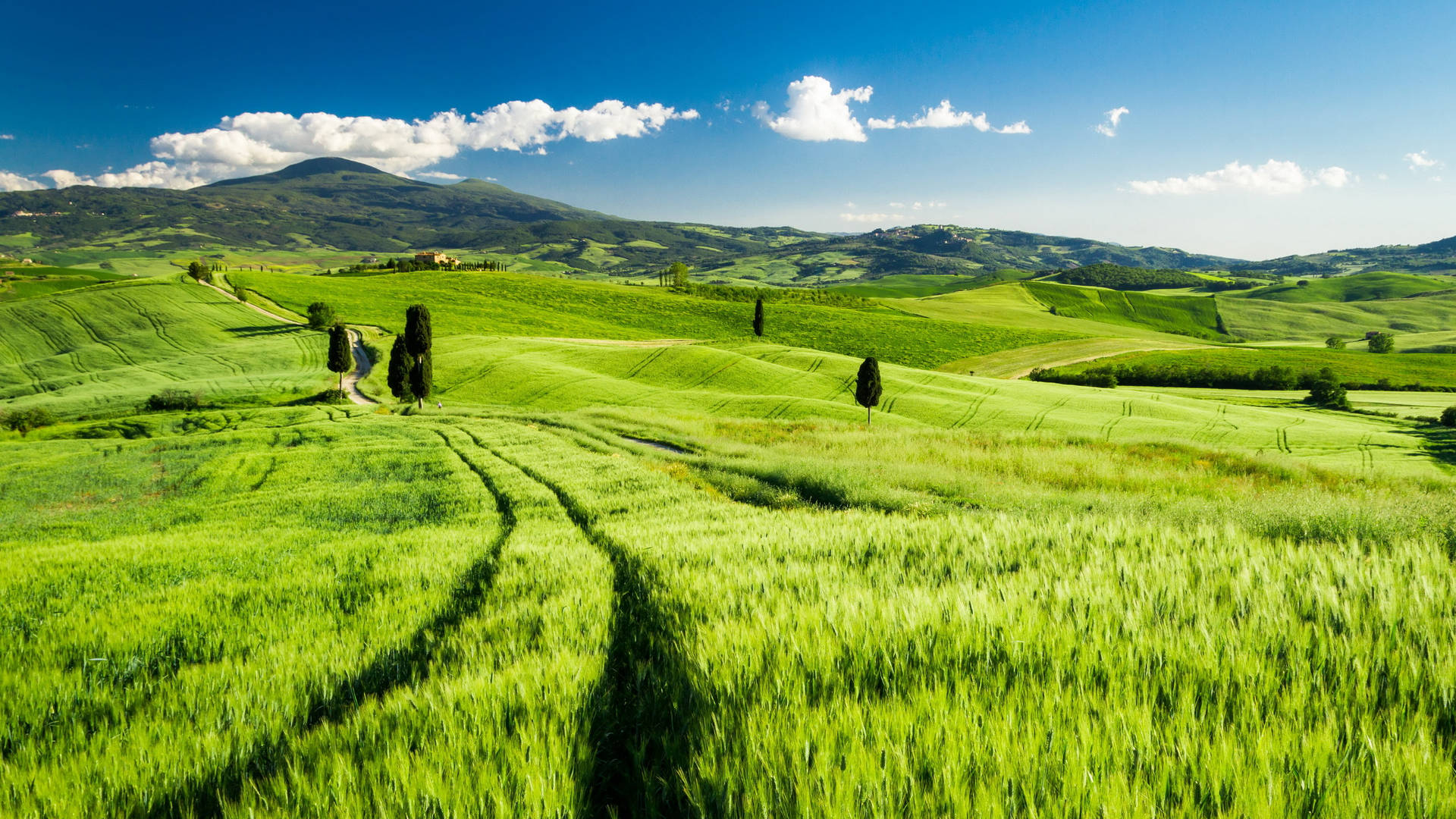 Grassy Landscape In Tuscany Italy Background