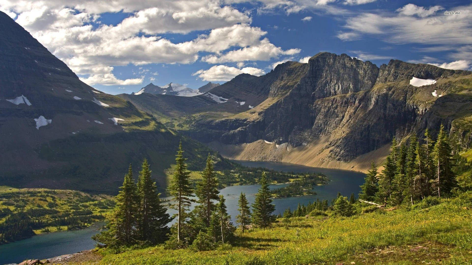 Grassy Montana Woods Background