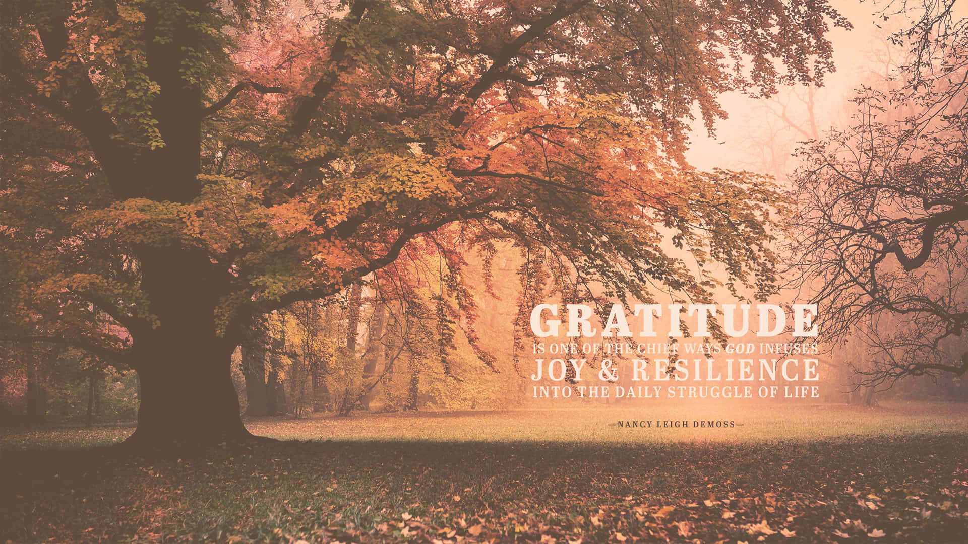 Gratitude Forest Misty