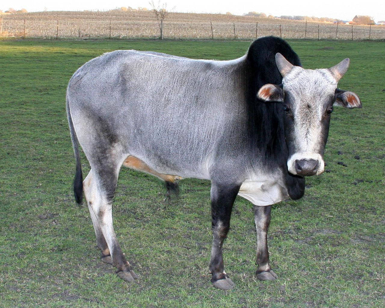 Gray And Black Gezerat Zebu Cattle Background