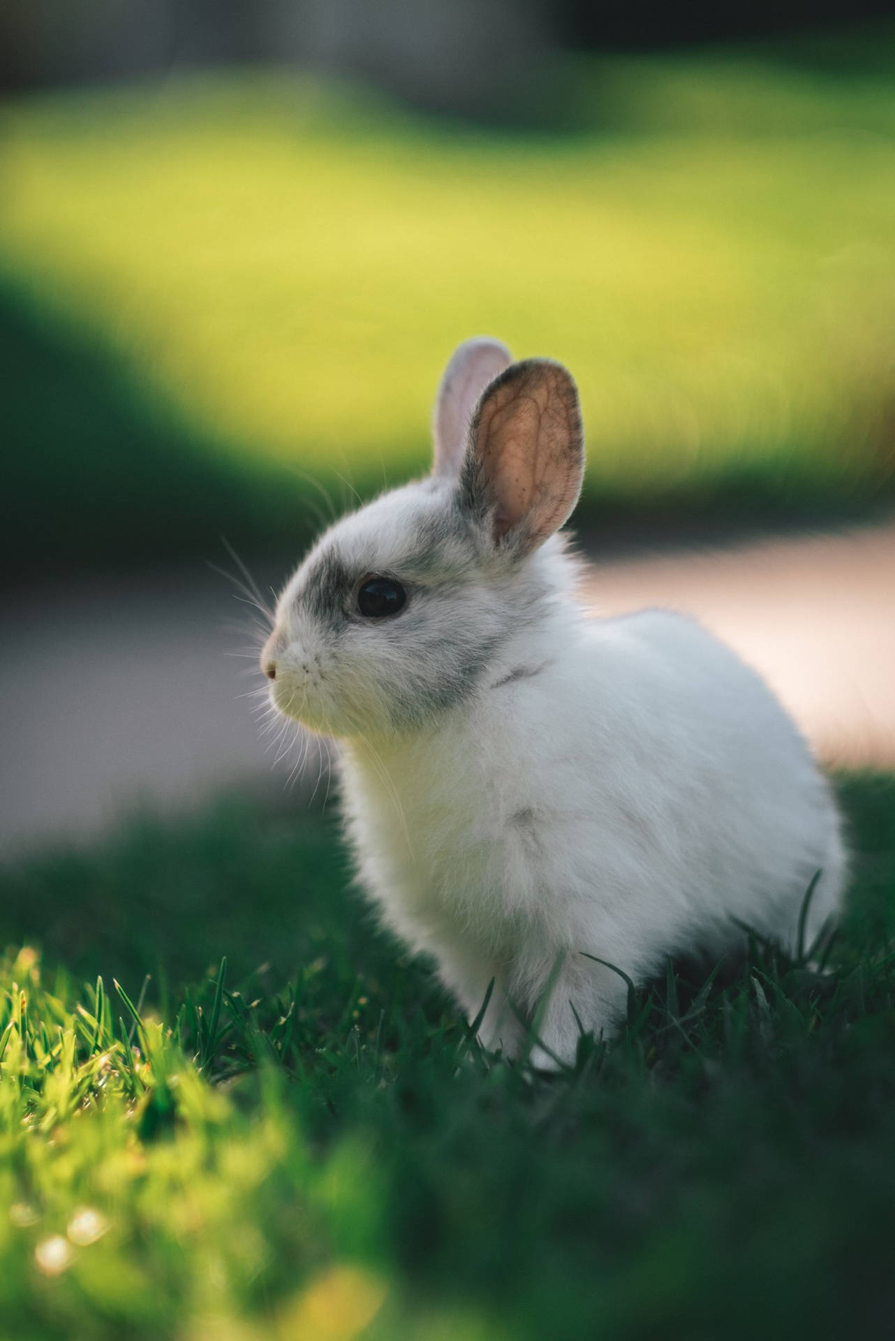 Gray And White-colored Baby Bunny