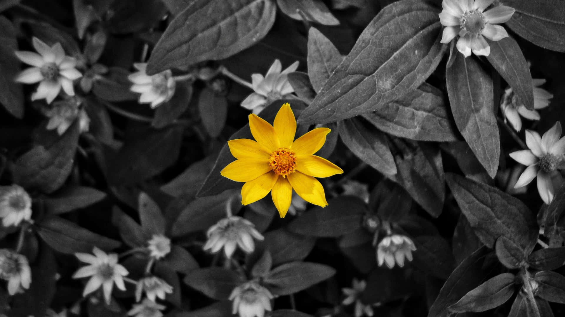 Gray And Yellow Leaves Flower Background