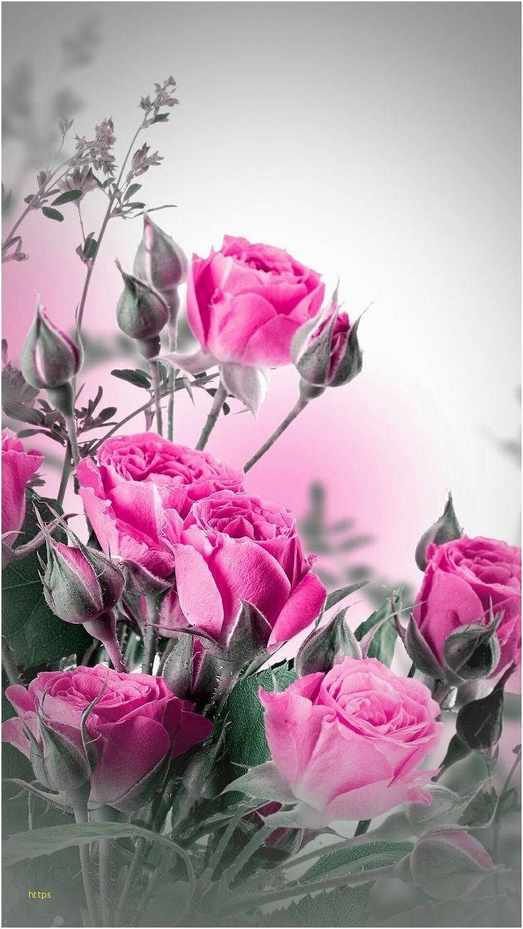Gray Backdrop Pink Rose Iphone Background