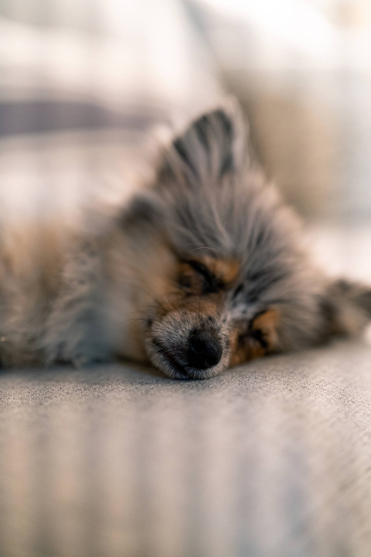 Gray Brown Pomeranian Puppy Sleeping Background