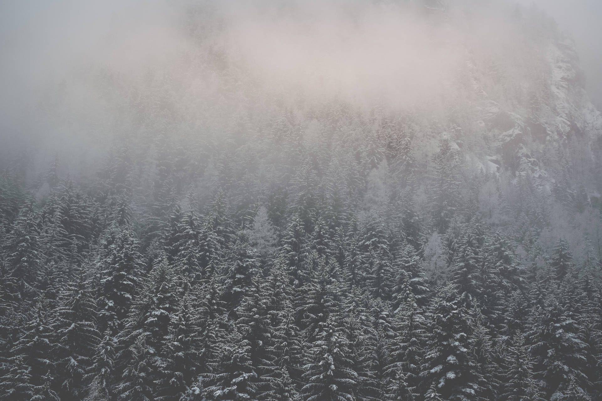 Gray Calming Foggy Forest Background
