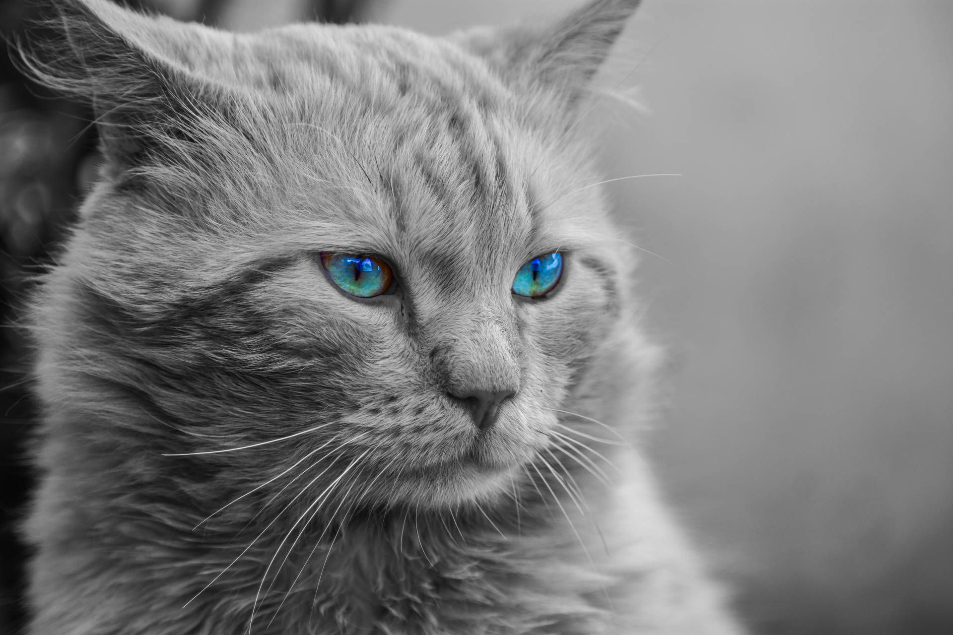 Gray Cat With Beautiful Blue Eyes Background