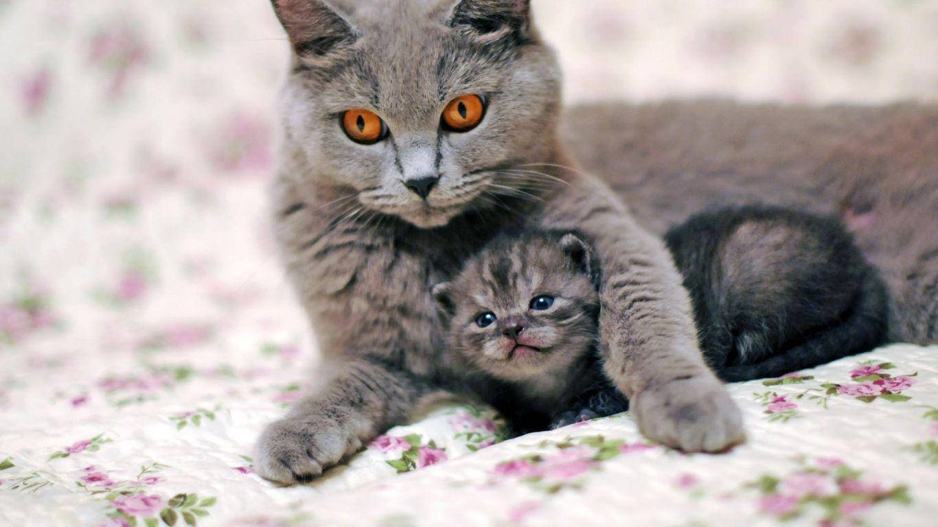 Gray Catand Kitten Cuddling.jpg Background