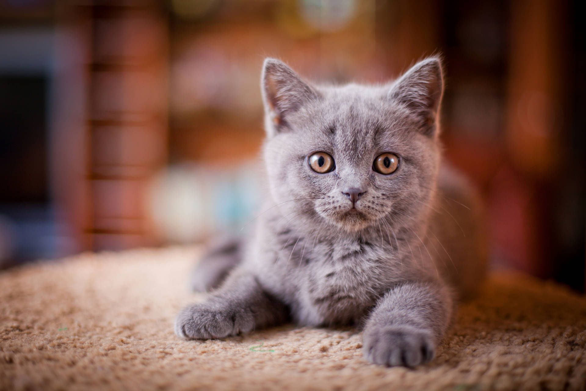 Gray Cute Cat