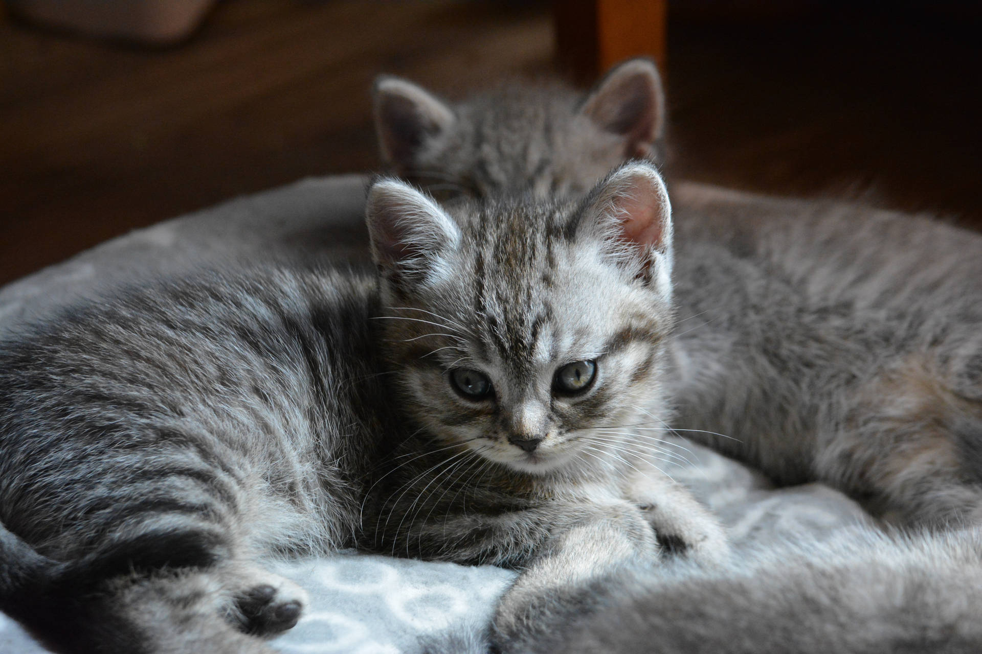 Gray Cute Kitten On Floor Background
