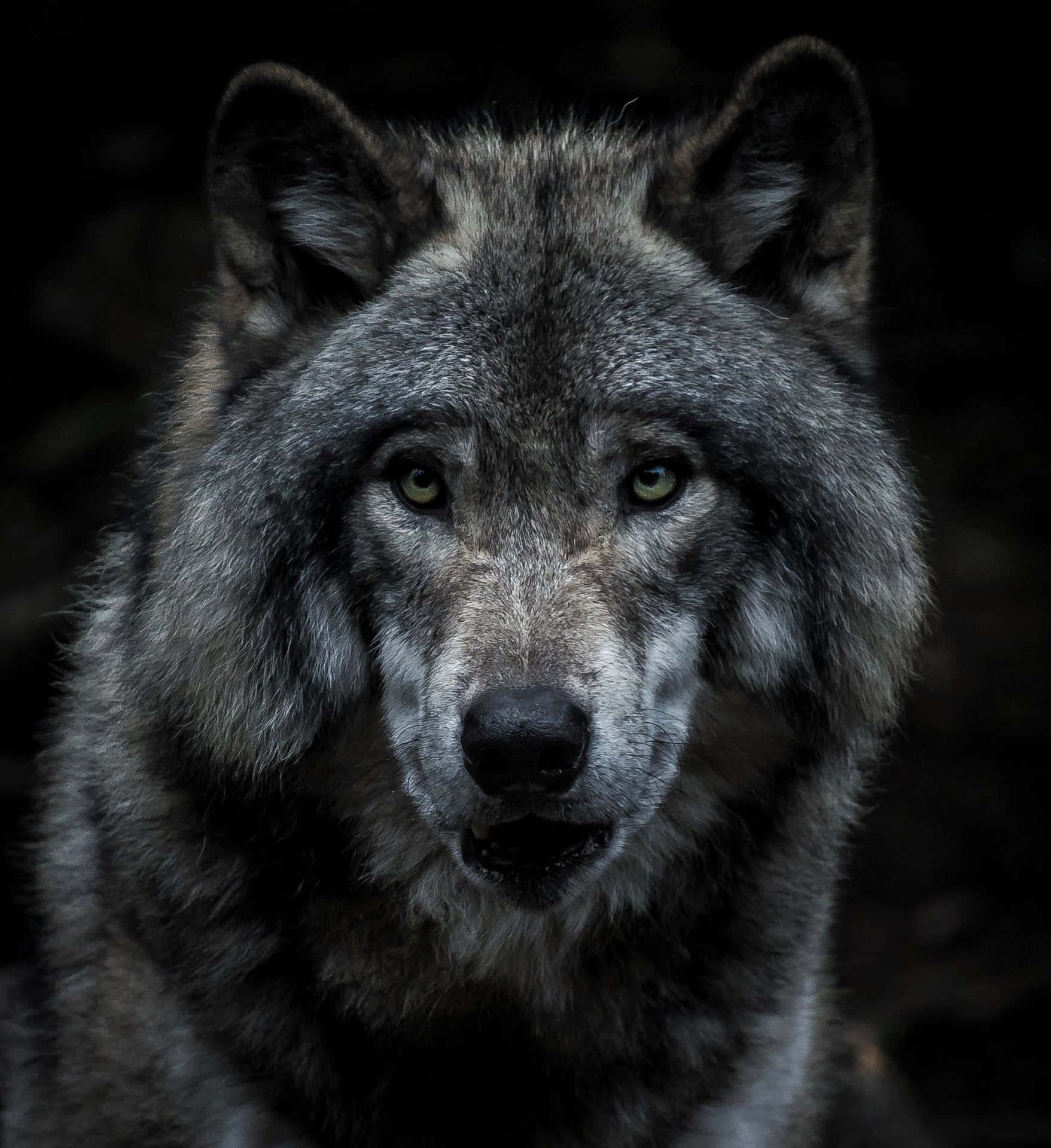 Gray Epic Wolves In Dark Background