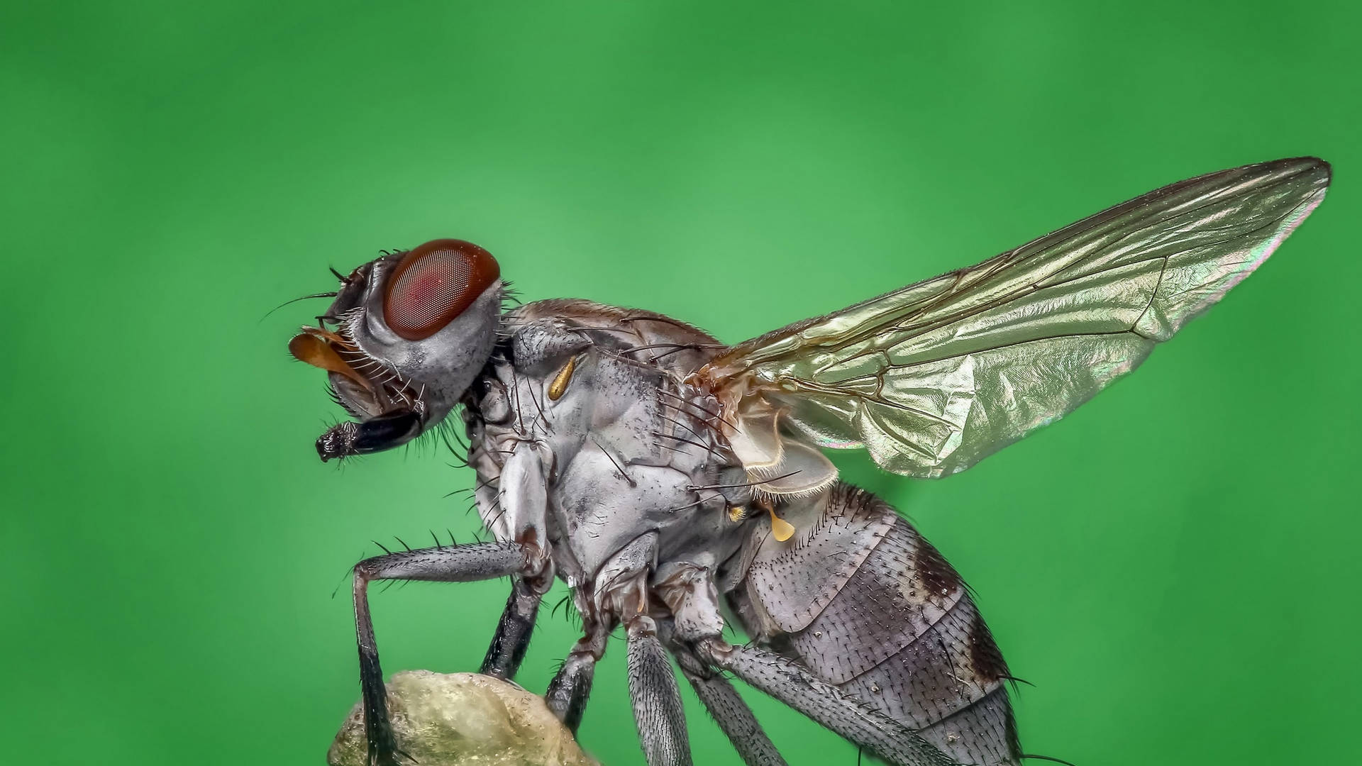 Gray Fly Perching On A Leaf Background