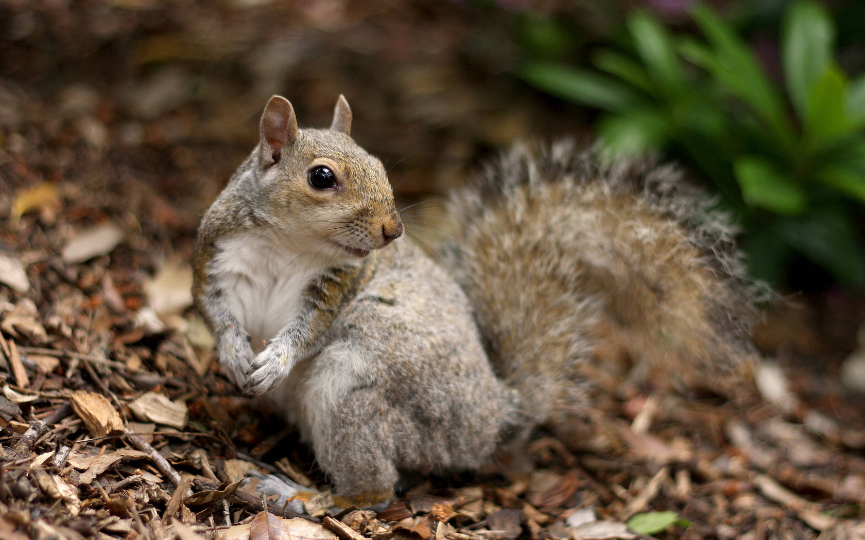 Gray Fur Squirrel Background