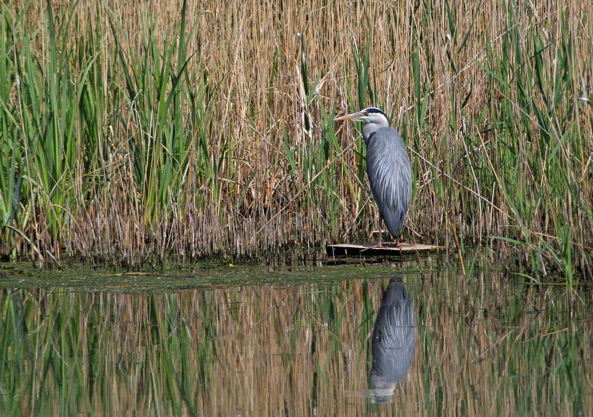 Gray Heron Everglades National Park