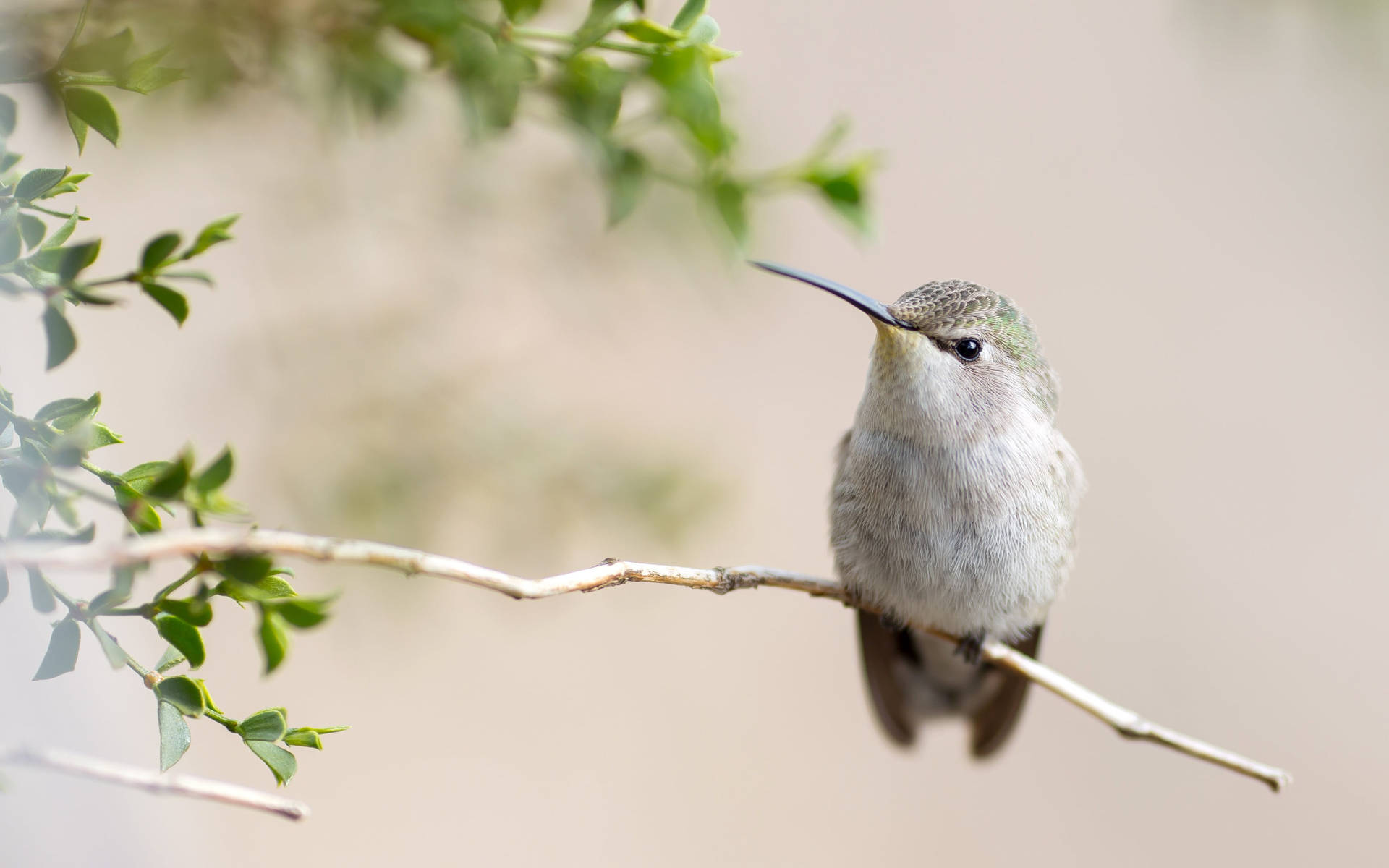 Gray Hummingbird On A Twig Background