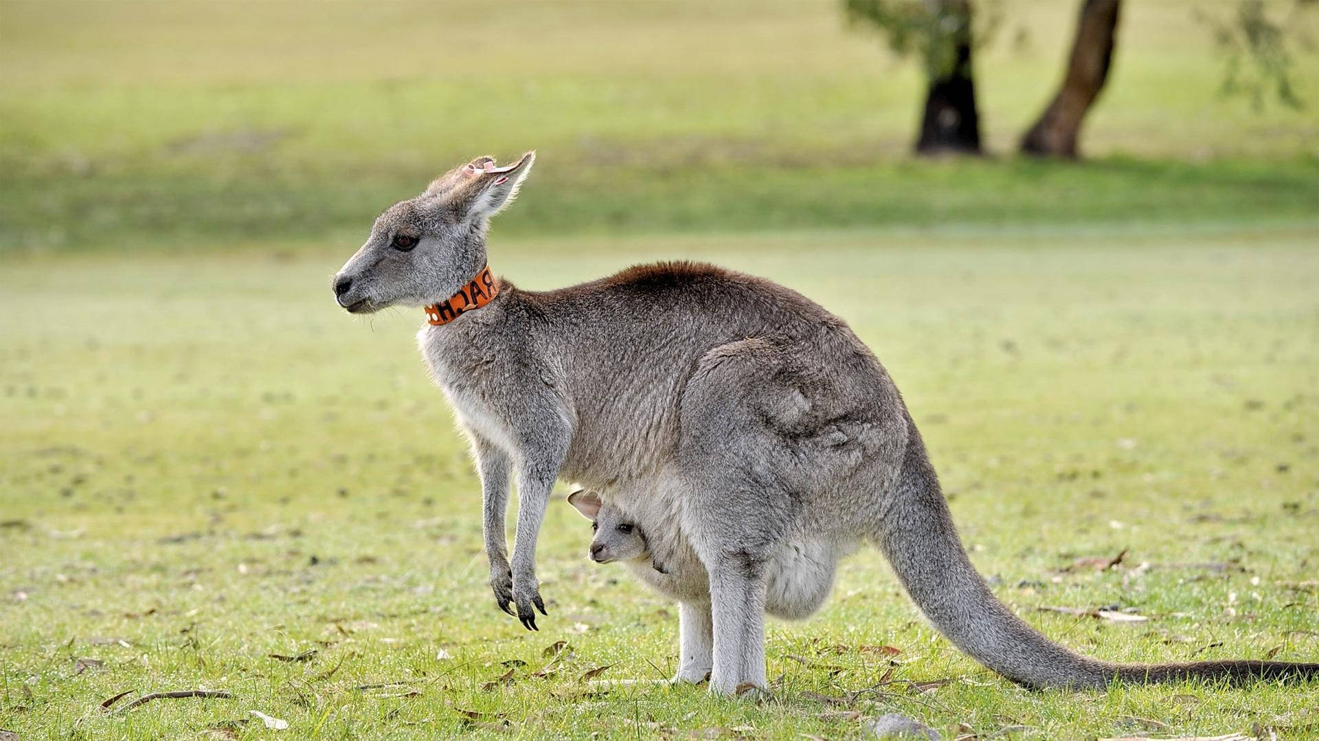 Gray Kangaroo