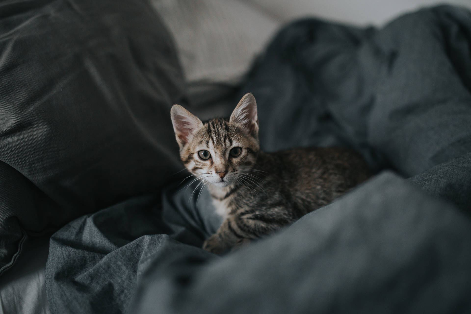 Gray Kitten On The Bed