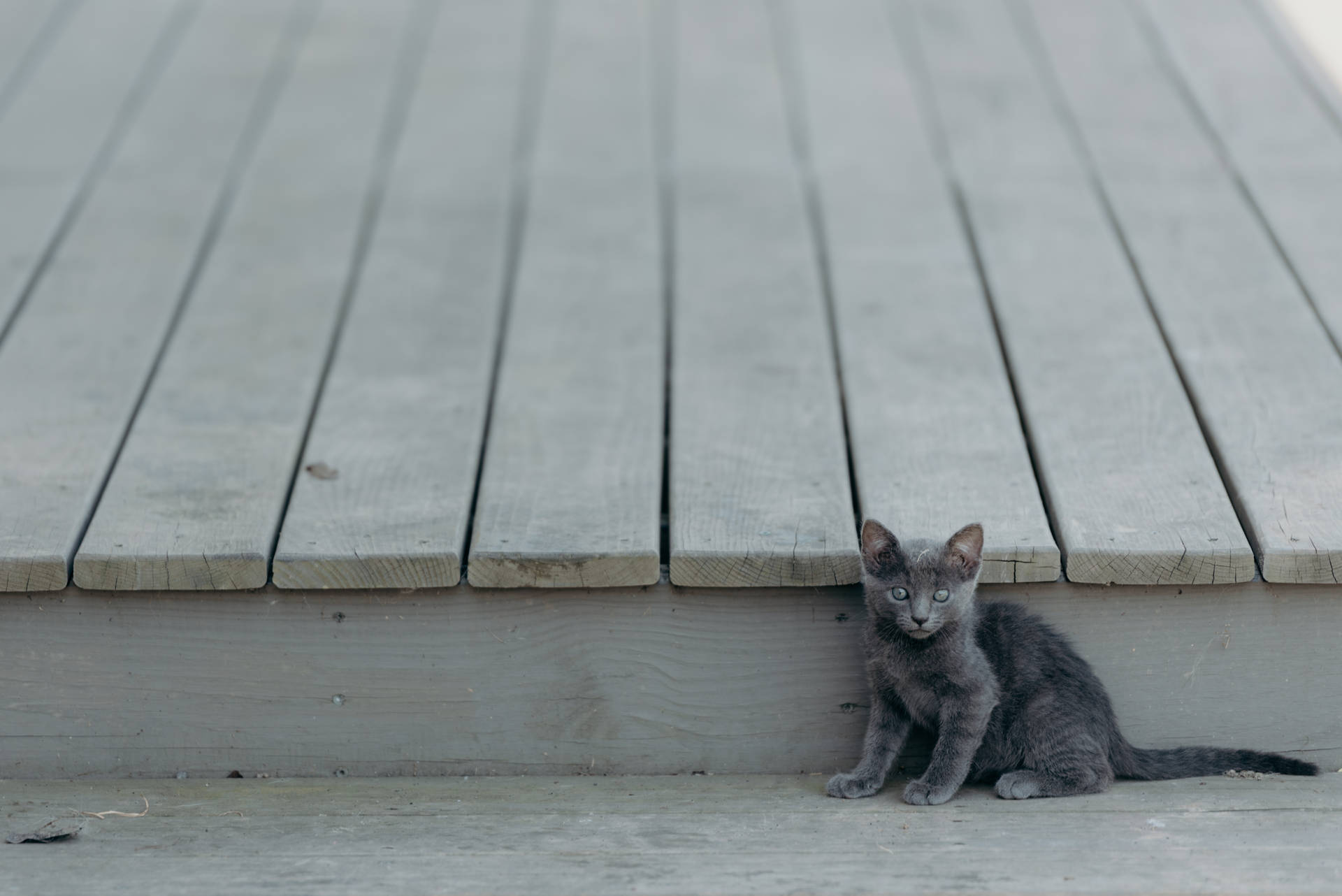 Gray Kitten On The Roof Background