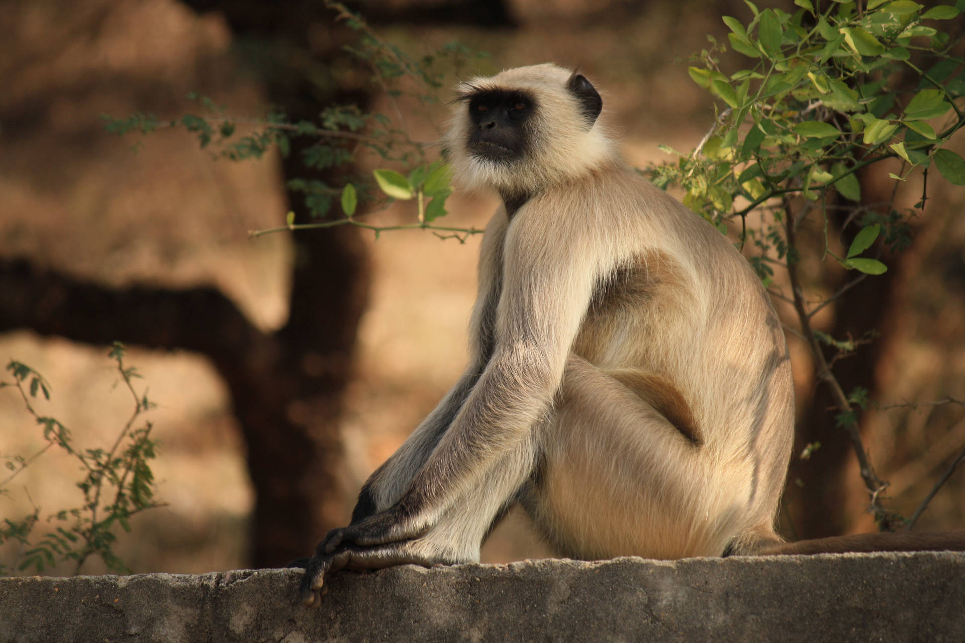 Gray Langur Monkey Background
