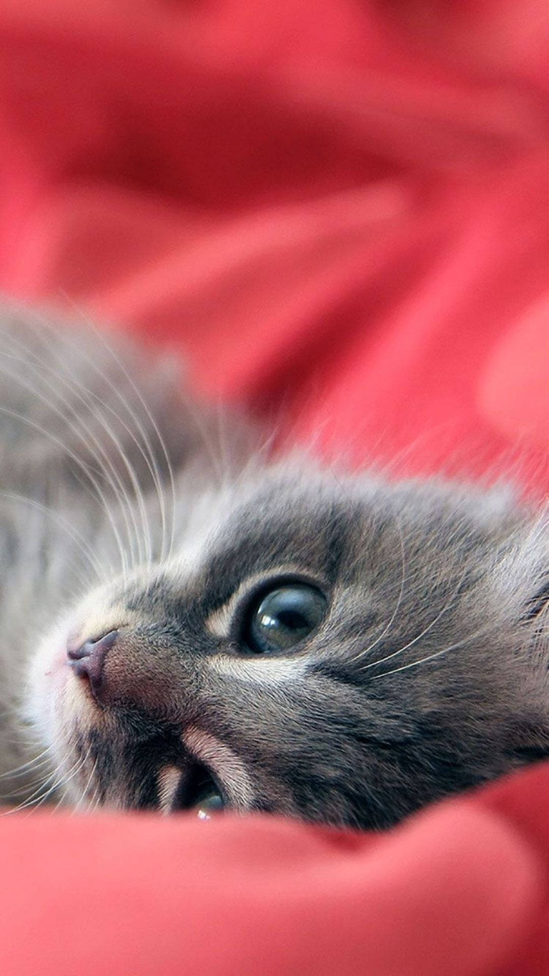 Gray Ojos Azules Cat Iphone