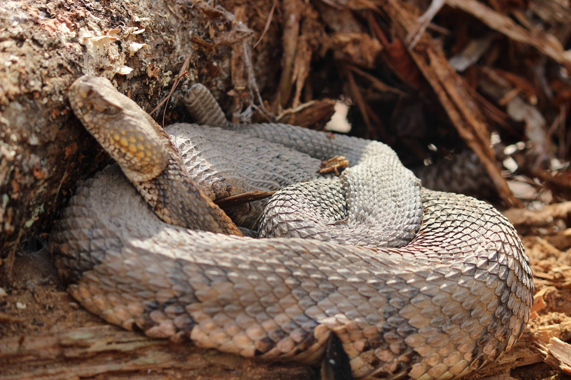 Gray Peach Timber Rattler Snake Background