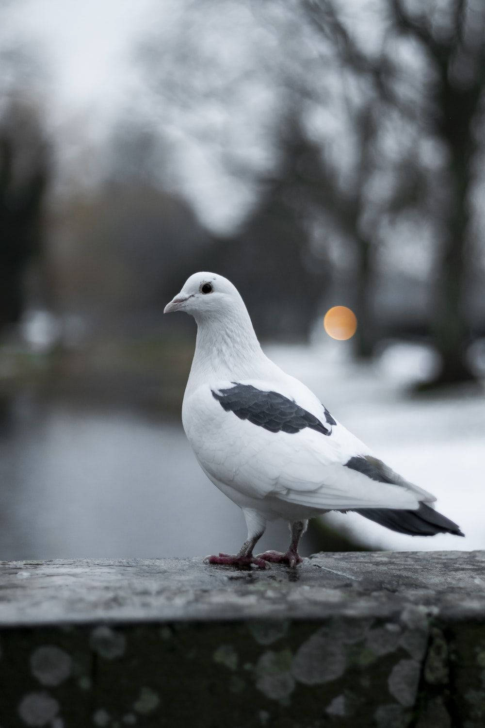 Gray Pigeon With Black Feathers Background