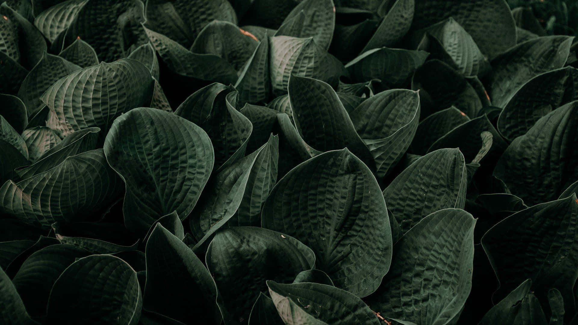 Gray Scale Green Plant Aesthetic Background