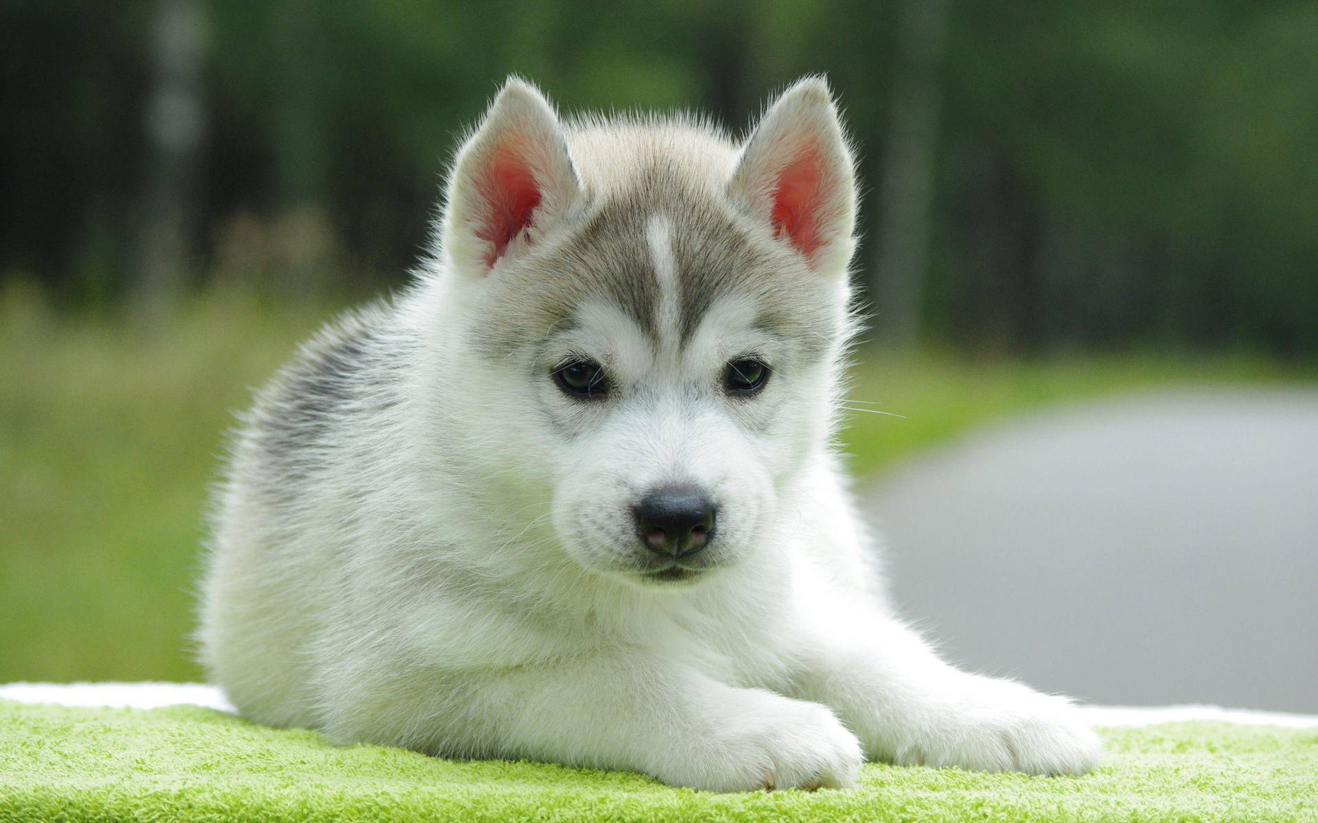 Gray Siberian Husky Cute Puppy Background