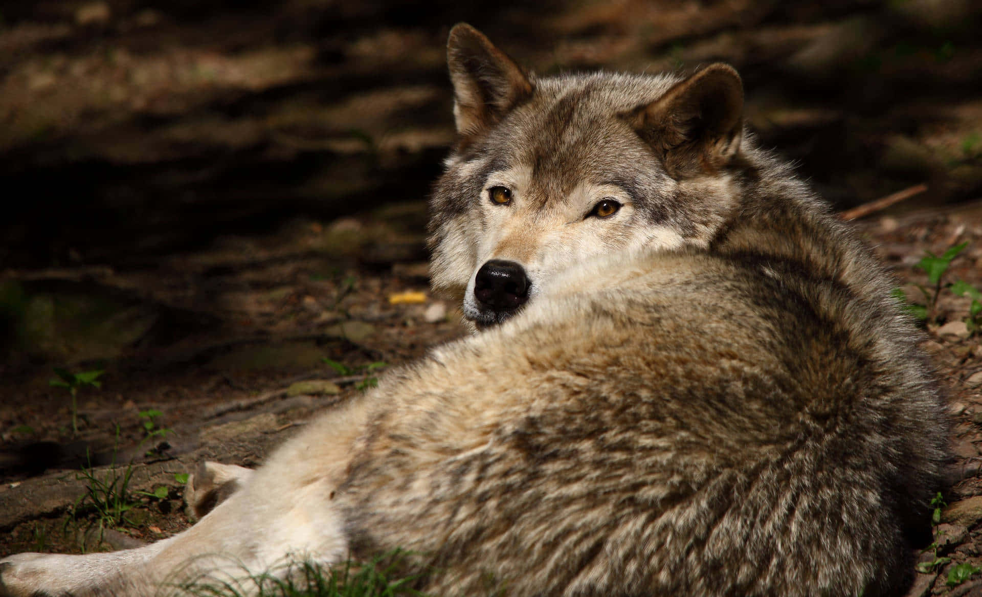 Gray Wolf Aesthetic Resting Looks Back