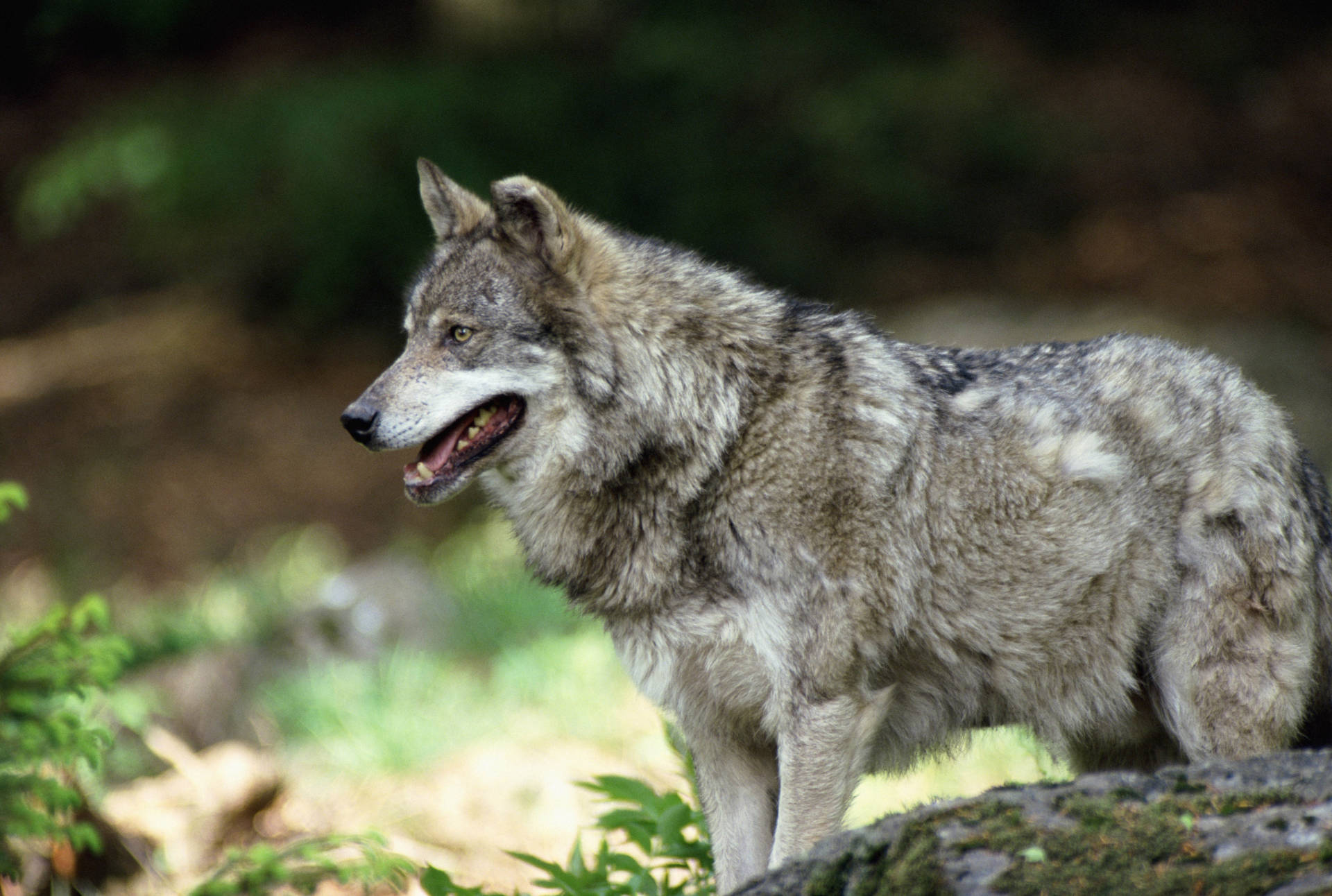 Gray Wolf In The Forest Background