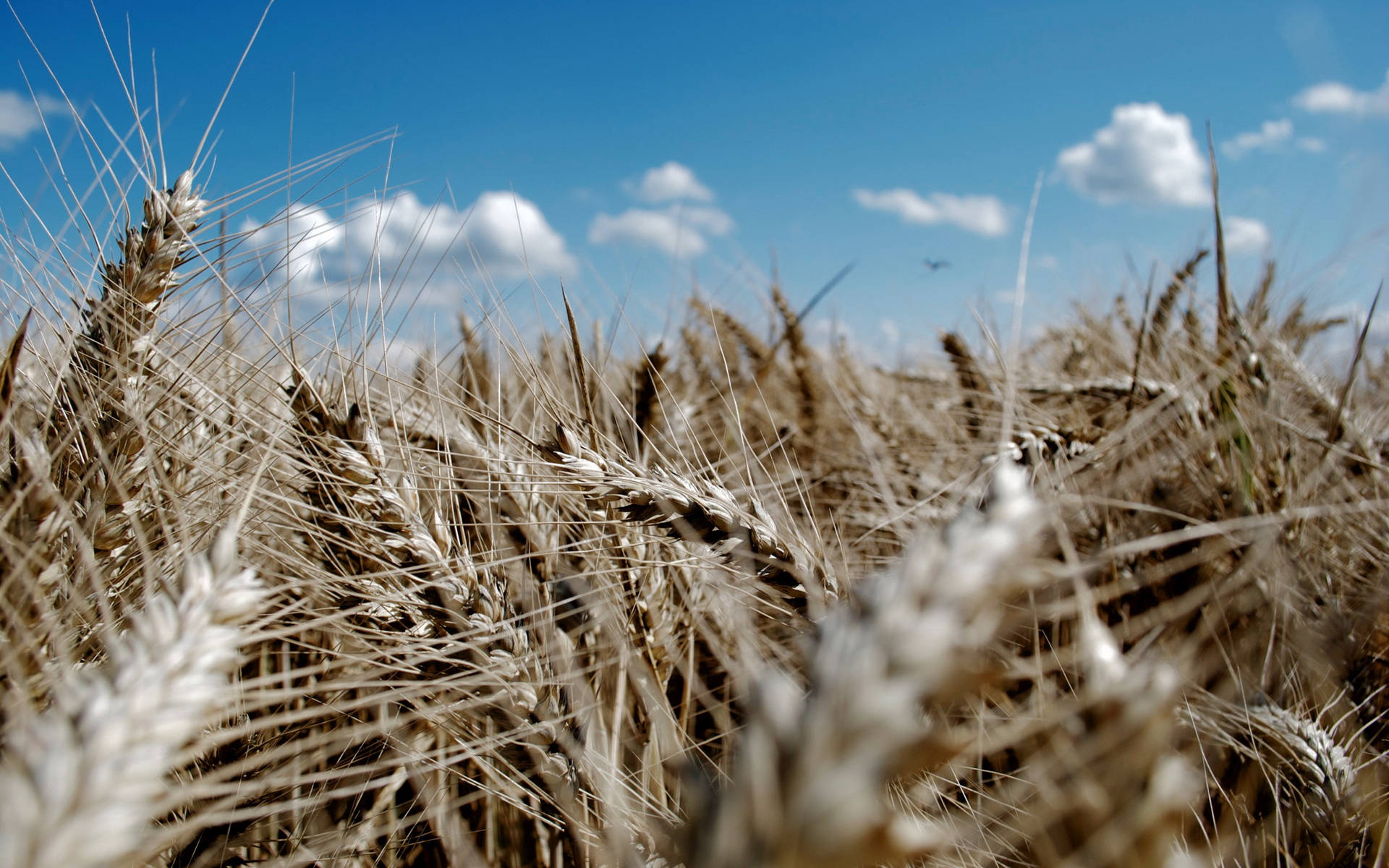 Grayish Brown-wheat Field