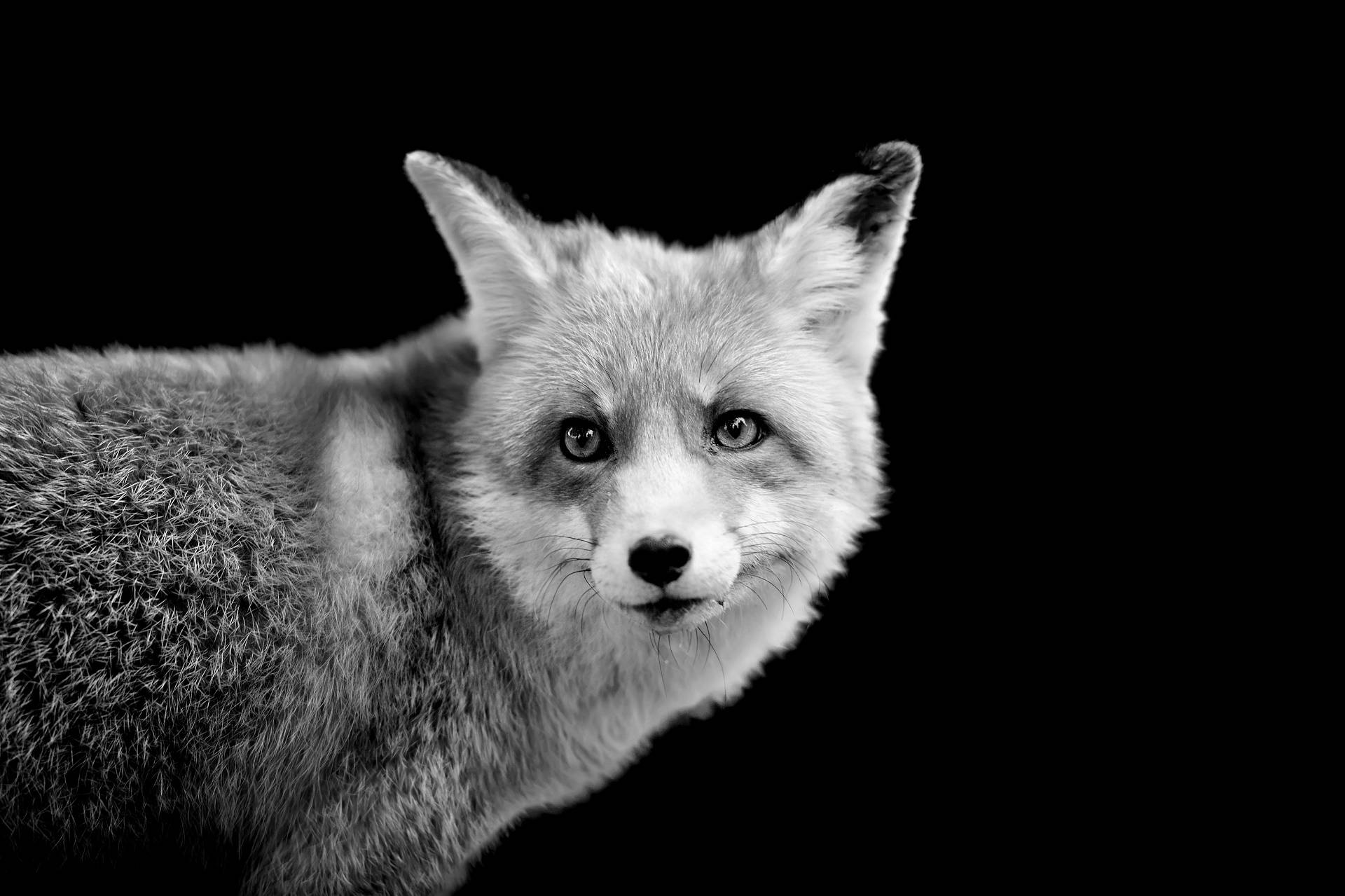 Grayscale Arctic White Fox Background