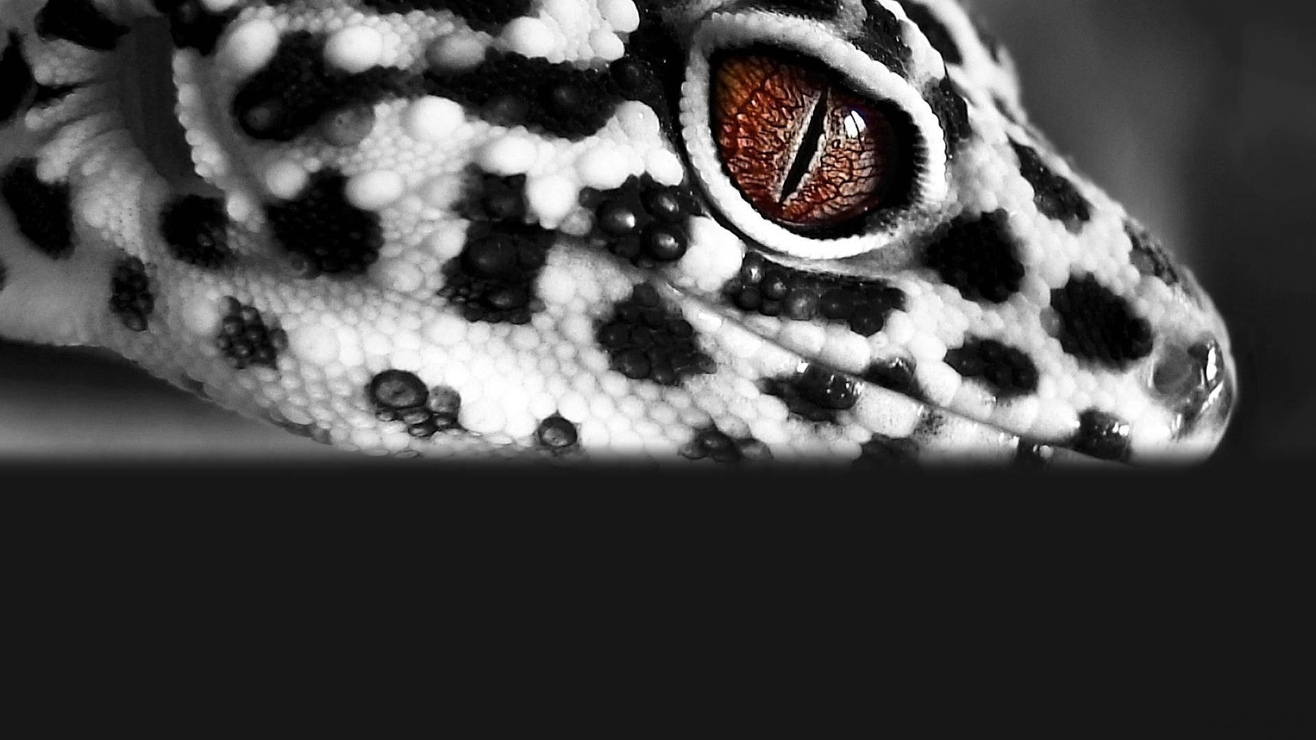 Grayscale Black Spot Gecko