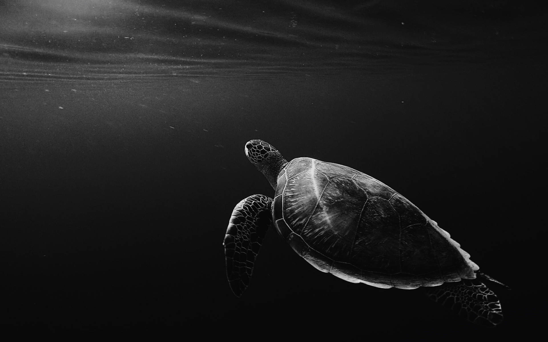 Grayscale Cool Turtle Under The Ocean