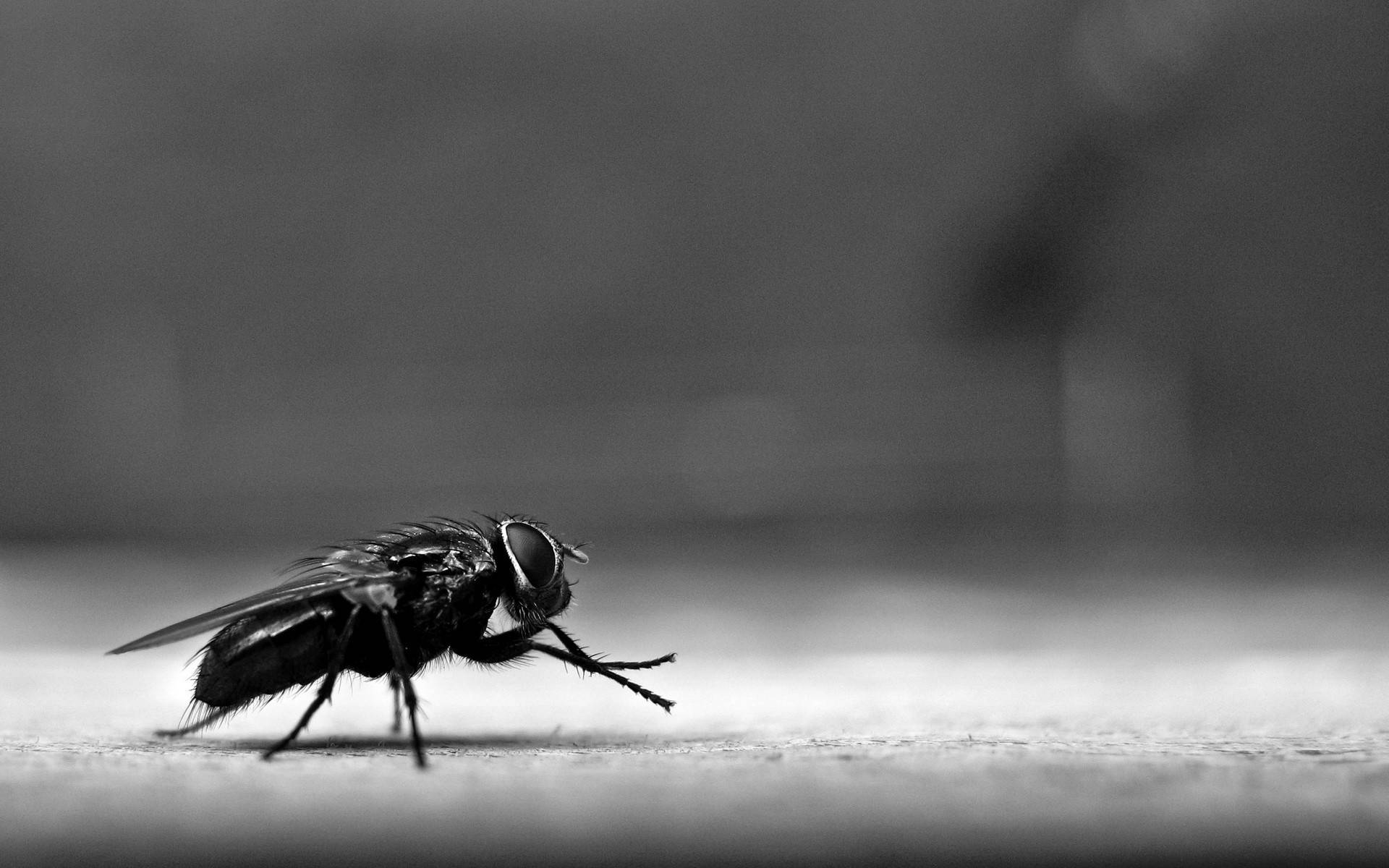 Grayscale Fly Background