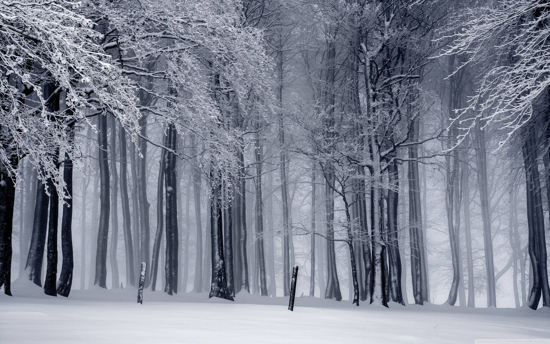 Grayscale Forest Winter Landscape