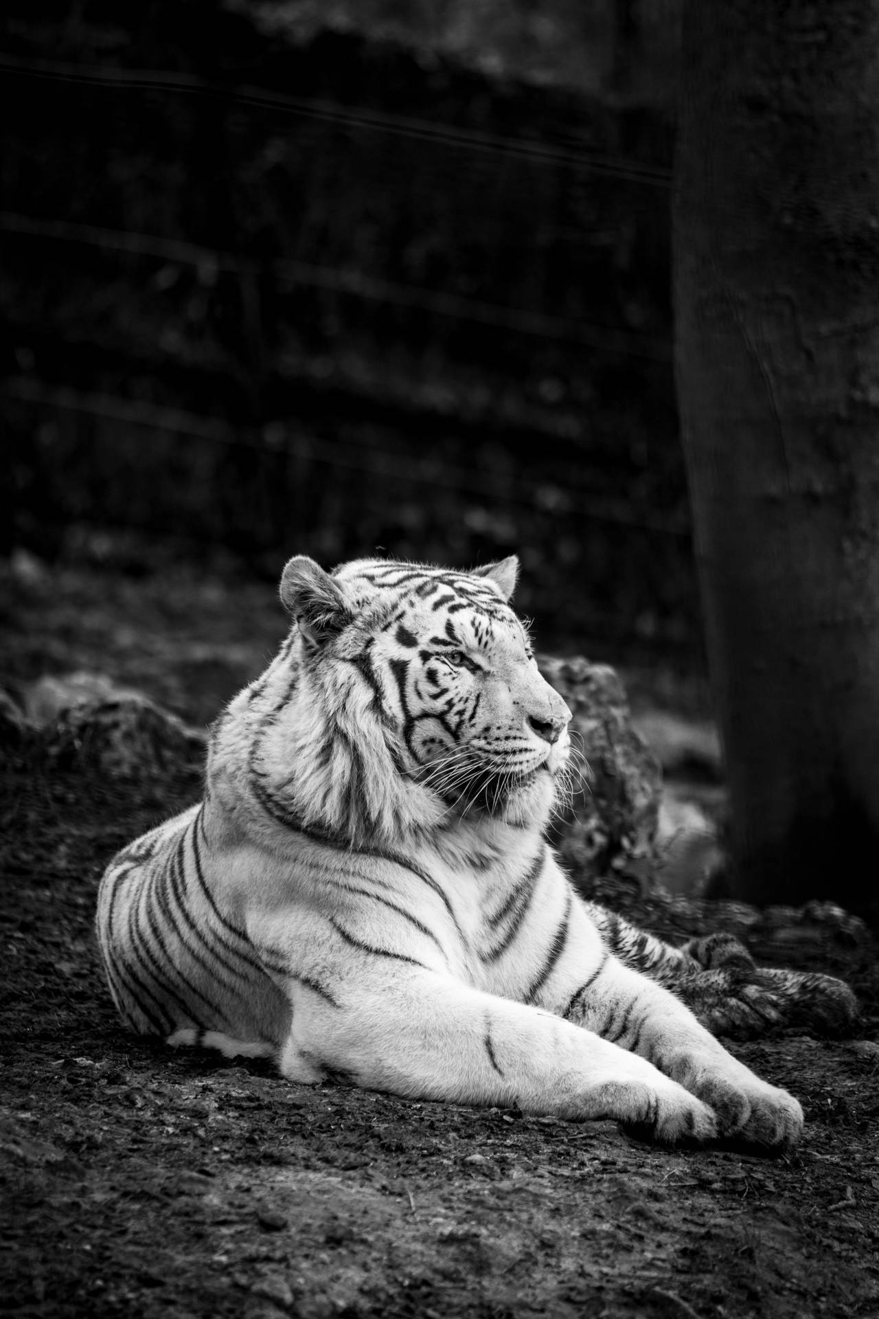 Grayscale Harimau Resting