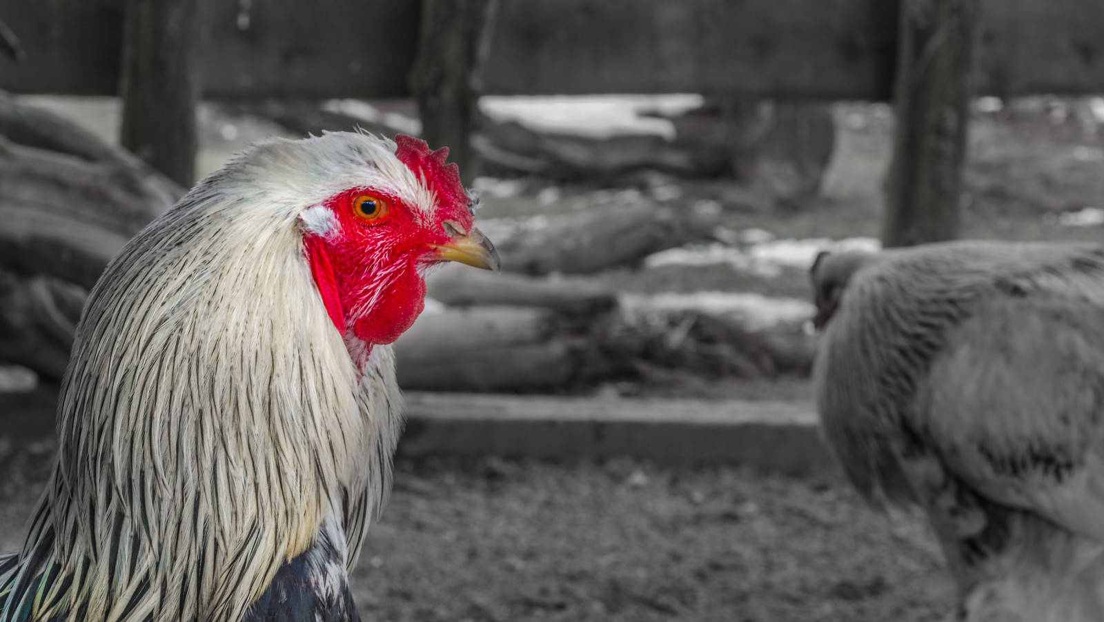 Grayscale Hen