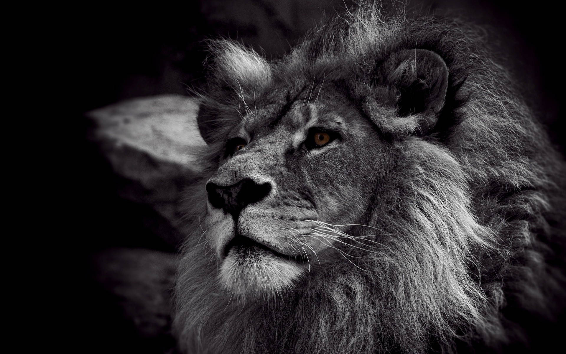 Grayscale Lion 1080p Hd Desktop Background