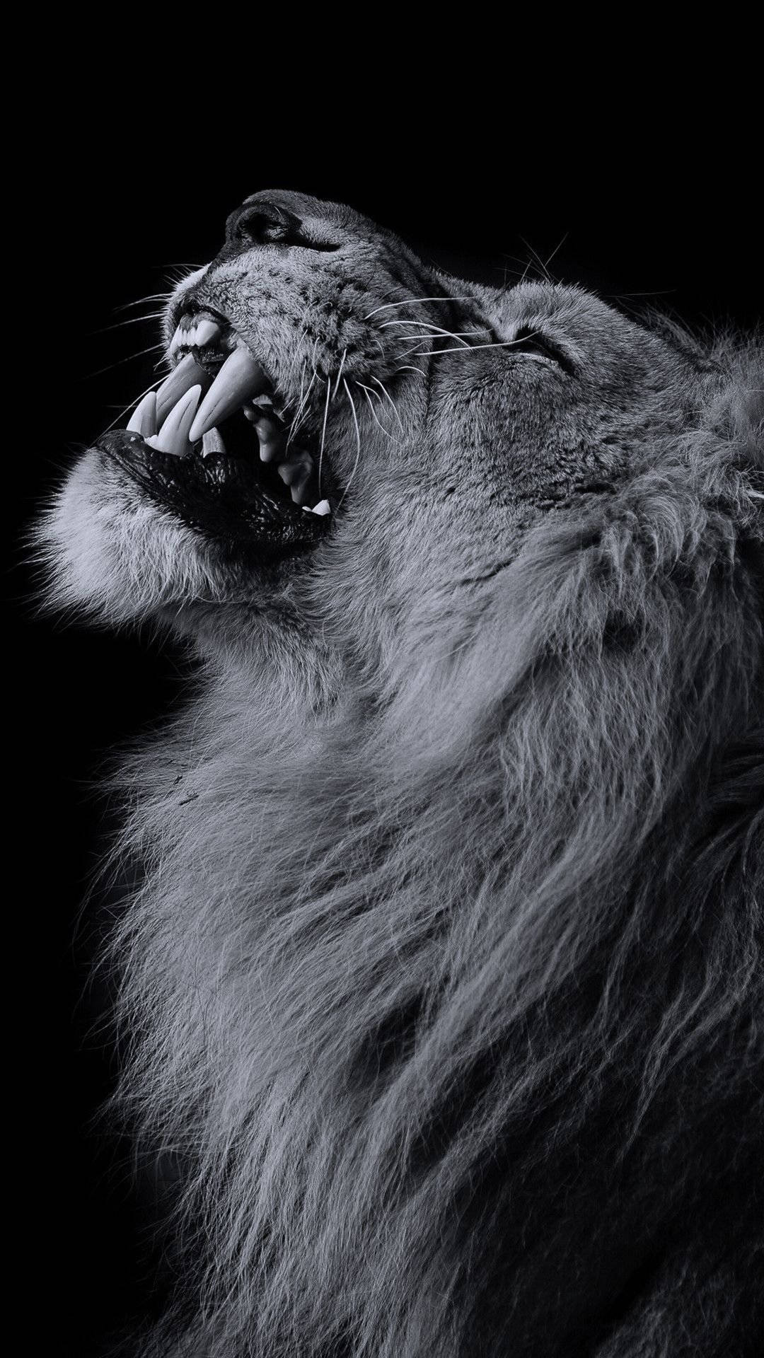 Grayscale Lion Iphone In Black Background