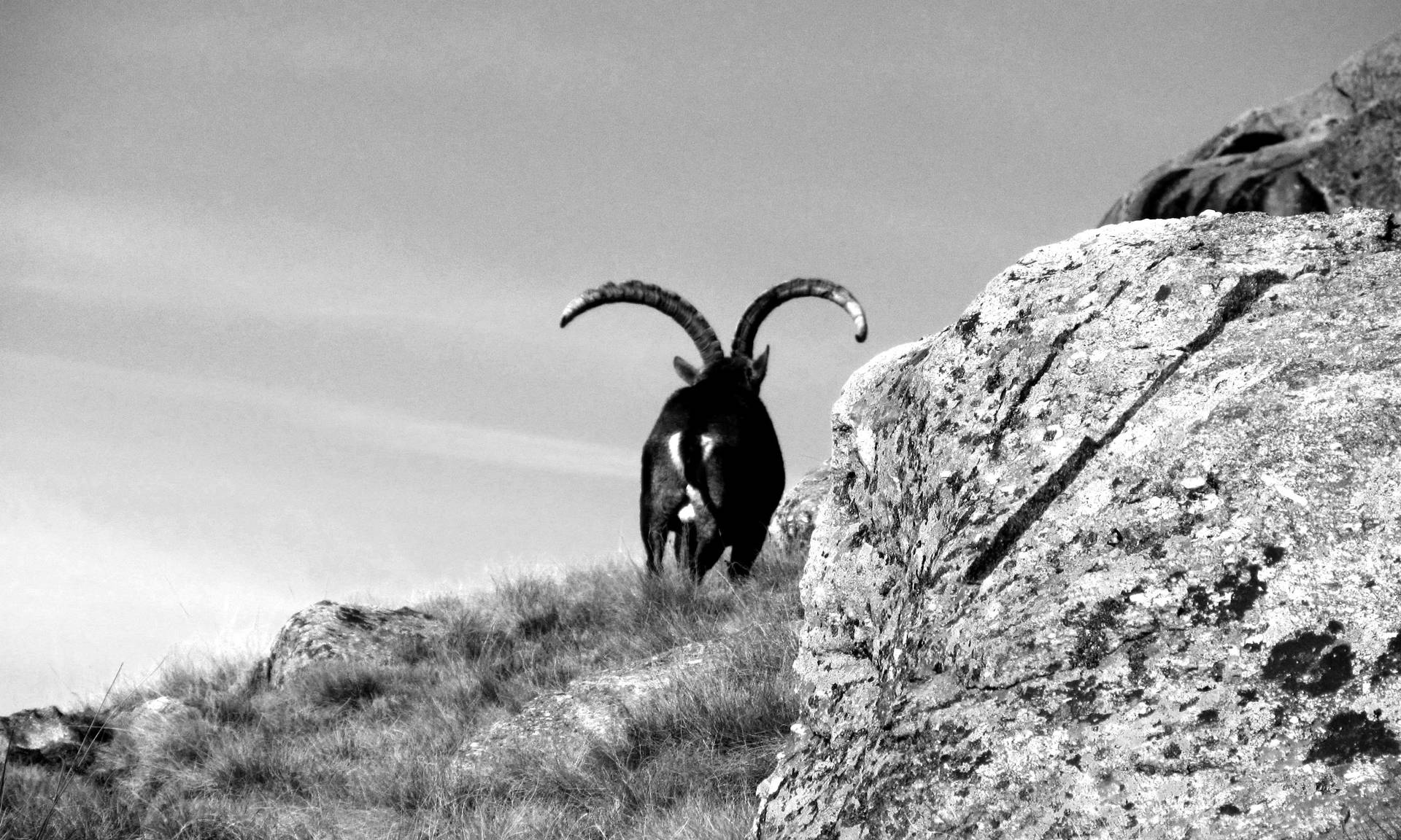 Grayscale Long-horned Goat Background