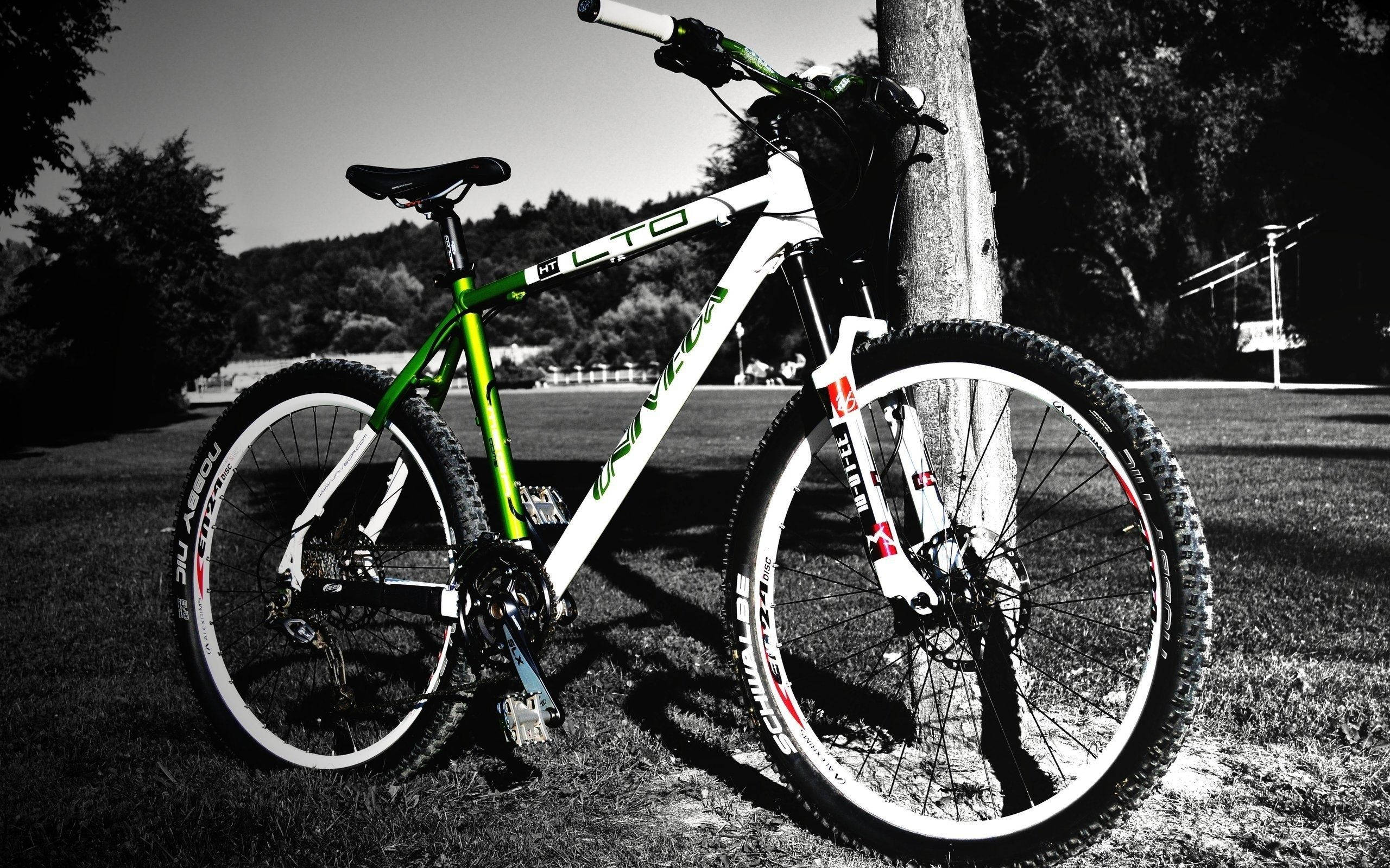 Grayscale Mtb In Tree Park