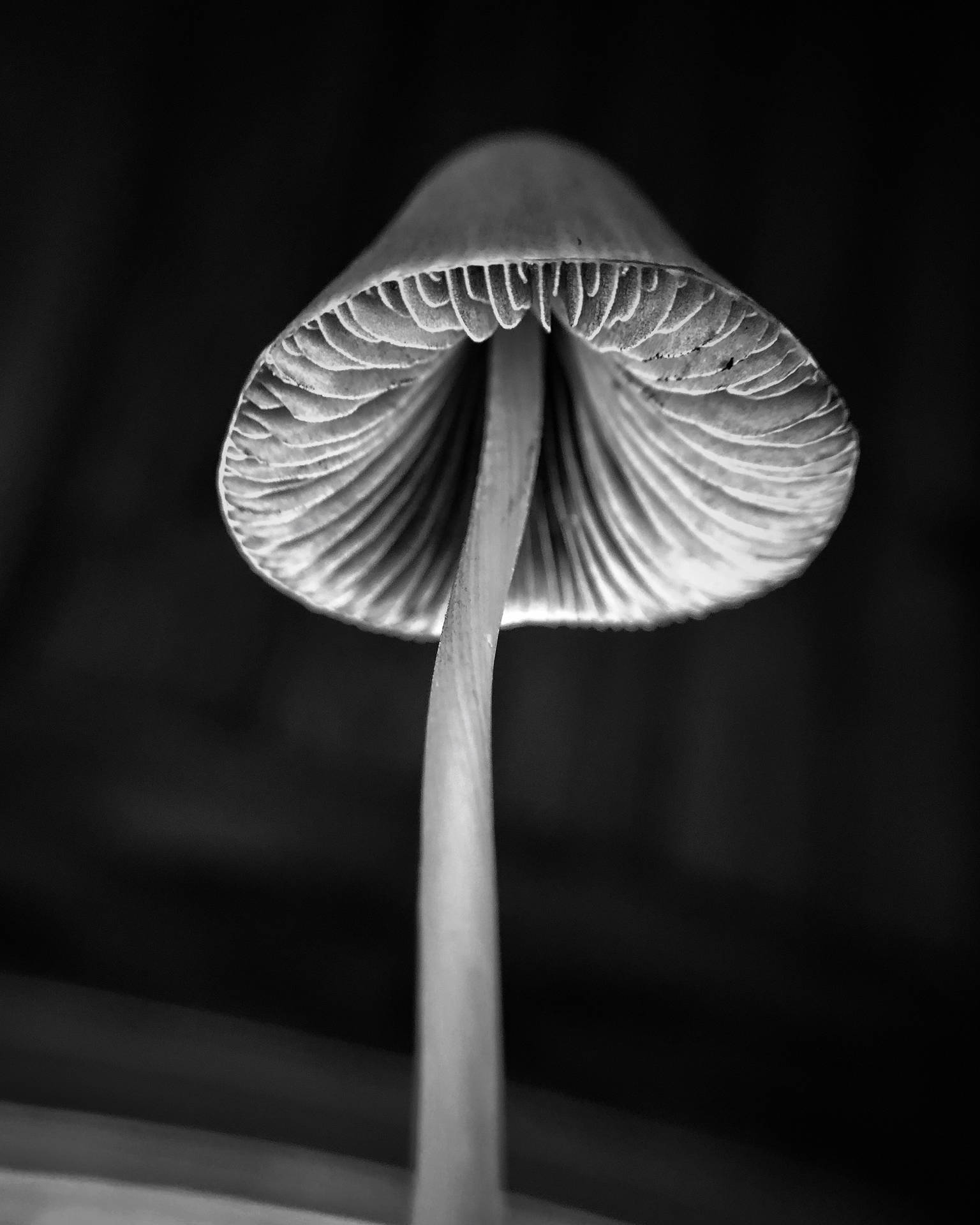 Grayscale Mushroom Aesthetic Background