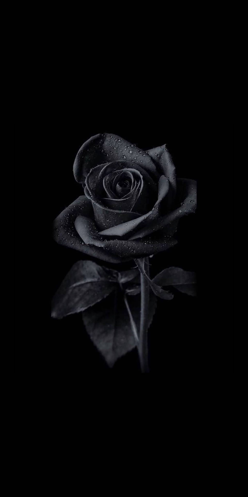 Grayscale Rose Aesthetic Background