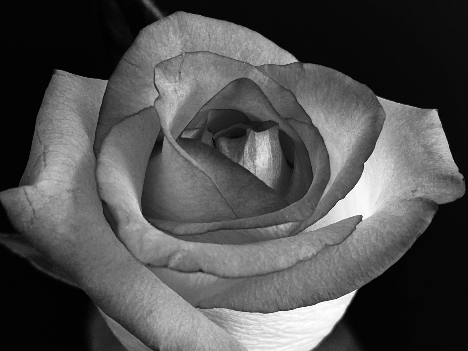 Grayscale Rose Iphone Background