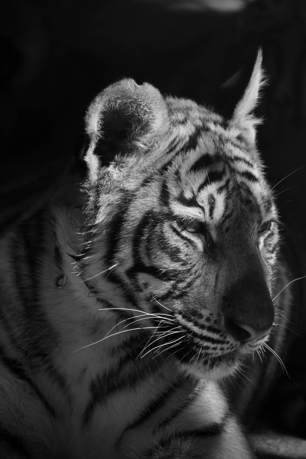 Grayscale Tiger Iphone Background