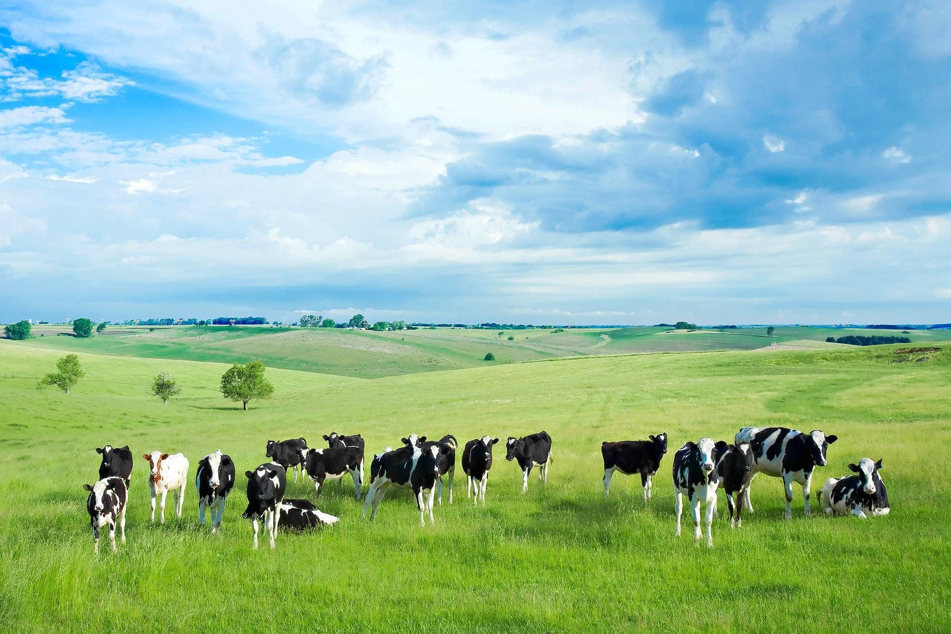 Graze On Lush, Green Grass Background