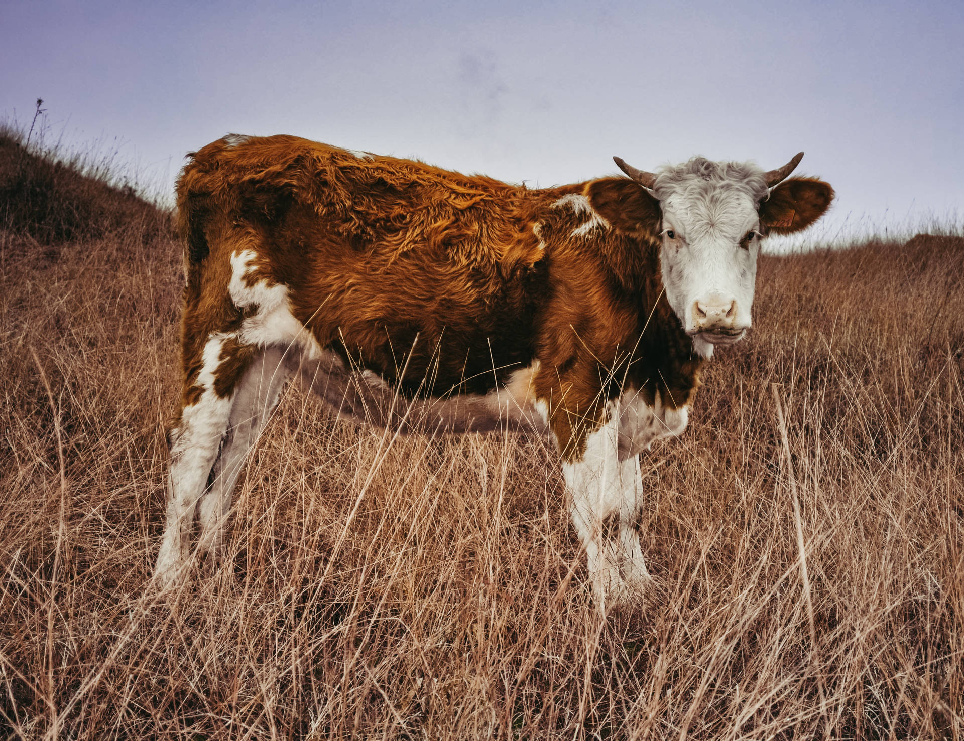 Grazing Cow In Serene Pasture