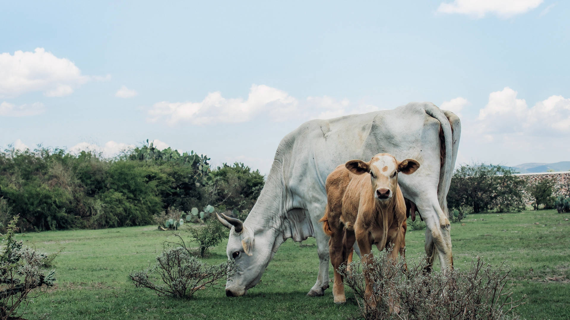 Grazing Podolica And Charolais Cattle Breeds Background