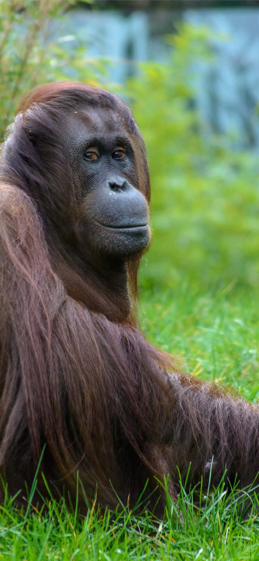 Great Ape In Nature Orangutan