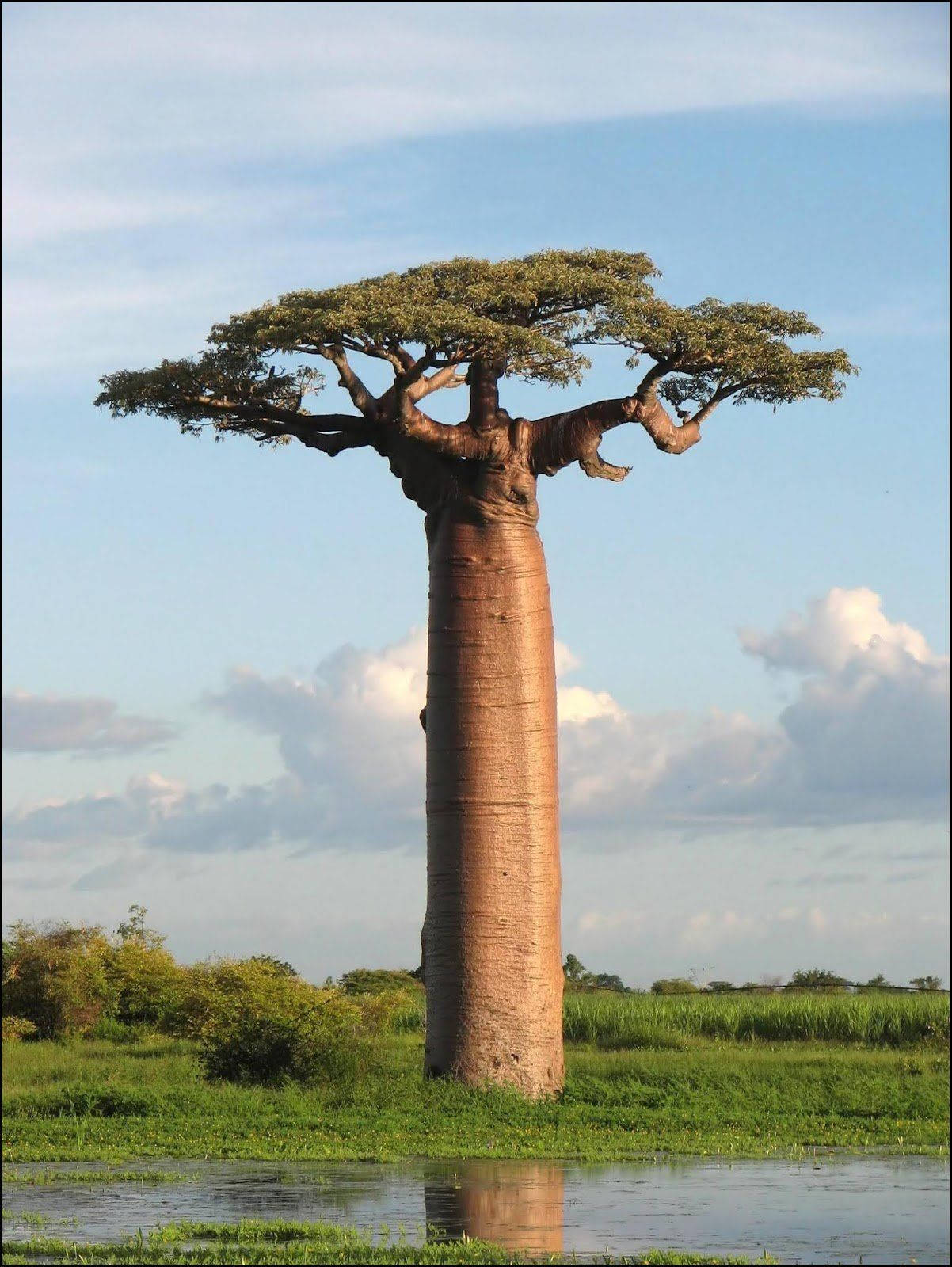 Great Baobab Tree Africa Iphone